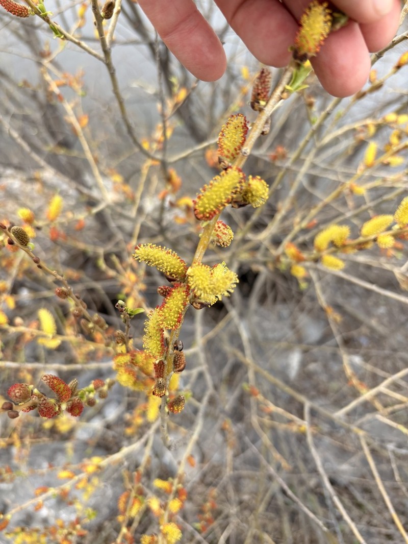 Salix pierotii photo 4