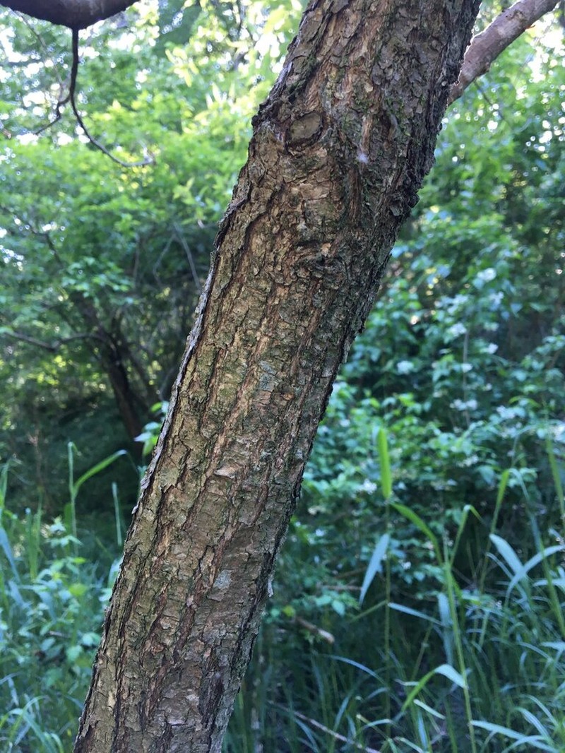 Salix pierotii photo 5