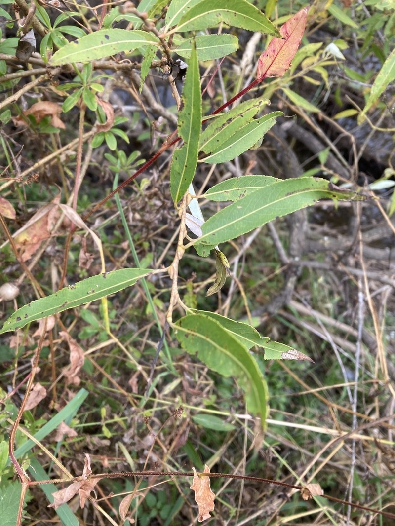 Salix pierotii photo 6