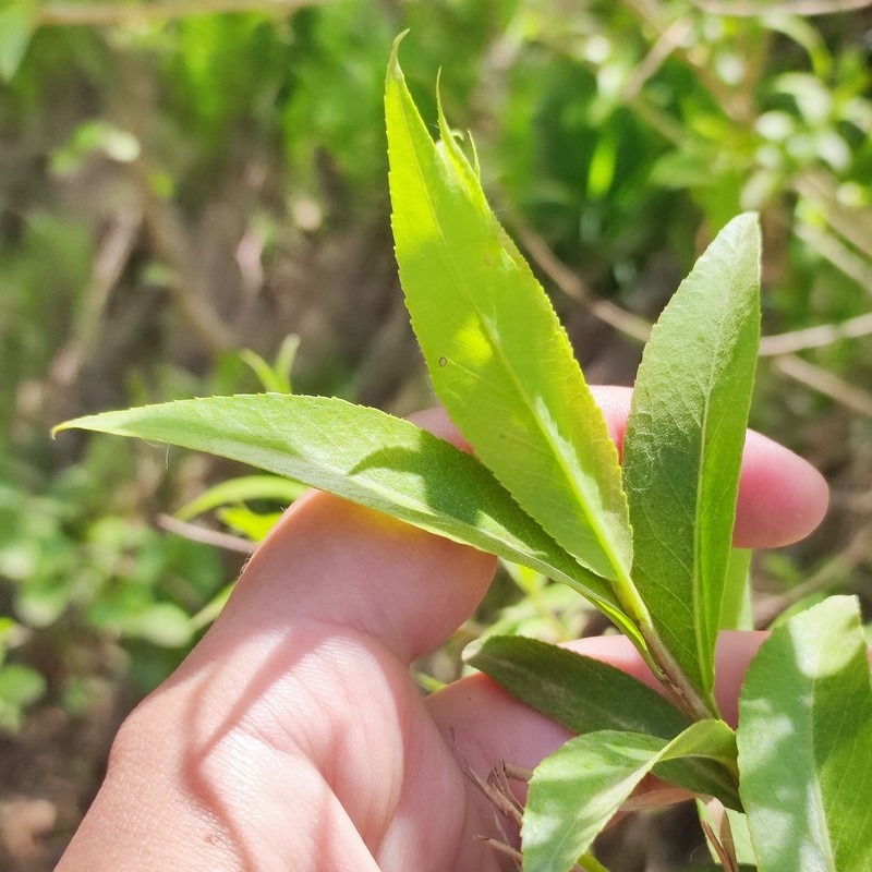 Salix pierotii photo 7