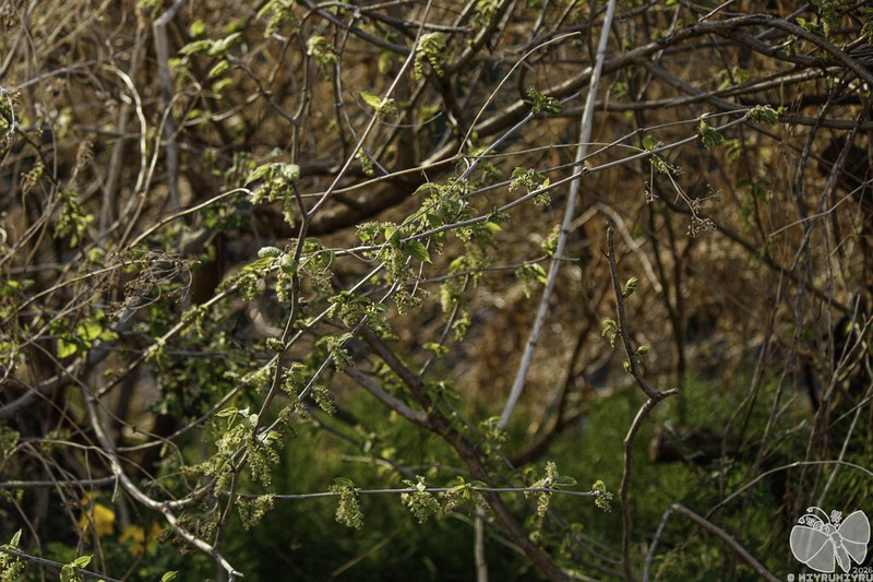Salix pierotii photo 8