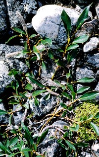 Diamondleaf Willow