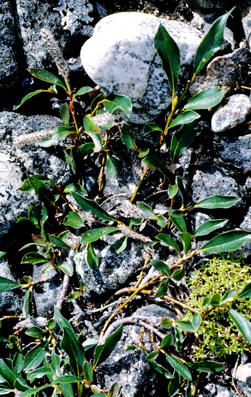 Diamondleaf Willow