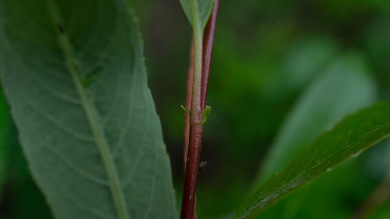 Diamondleaf Willow photo 3