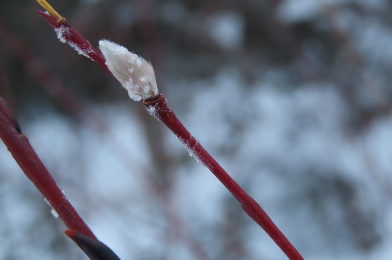 Diamondleaf Willow photo 5