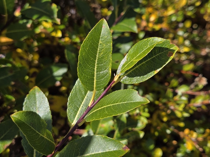 Diamondleaf Willow photo 6