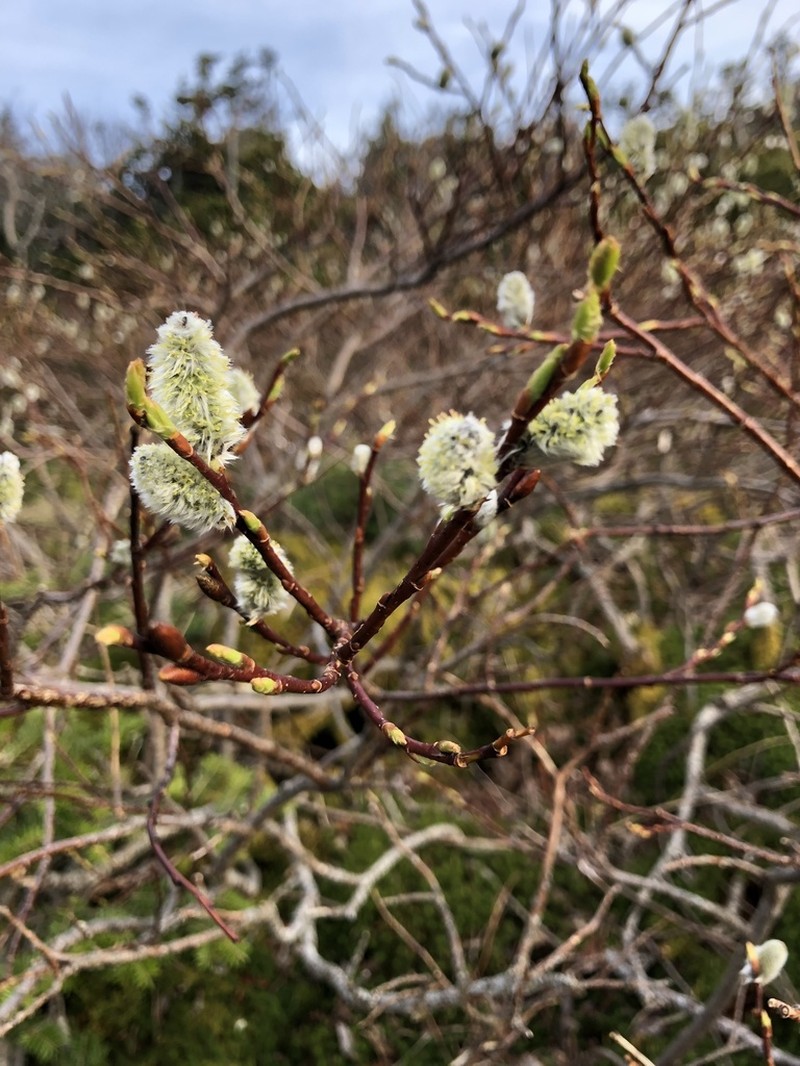 Diamondleaf Willow photo 7