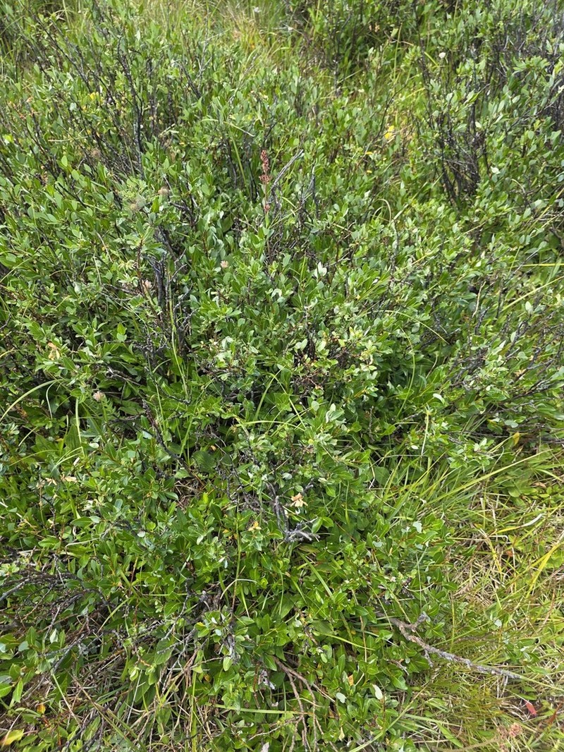 Diamondleaf Willow photo 8