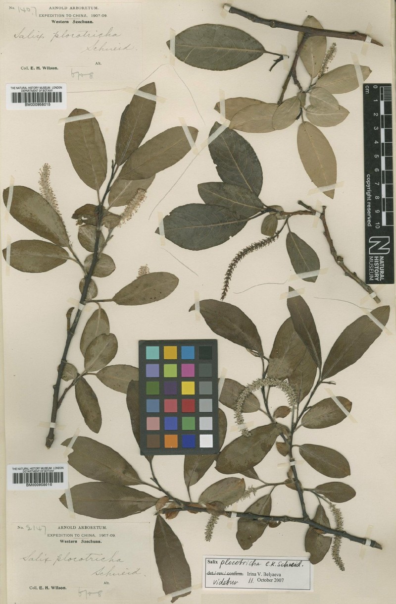 Salix plocotricha