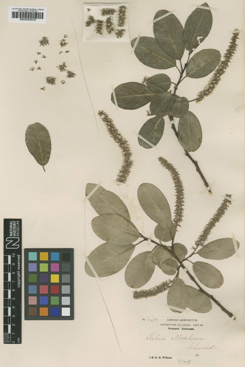 Salix plocotricha photo 2