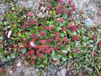 Polar Willow