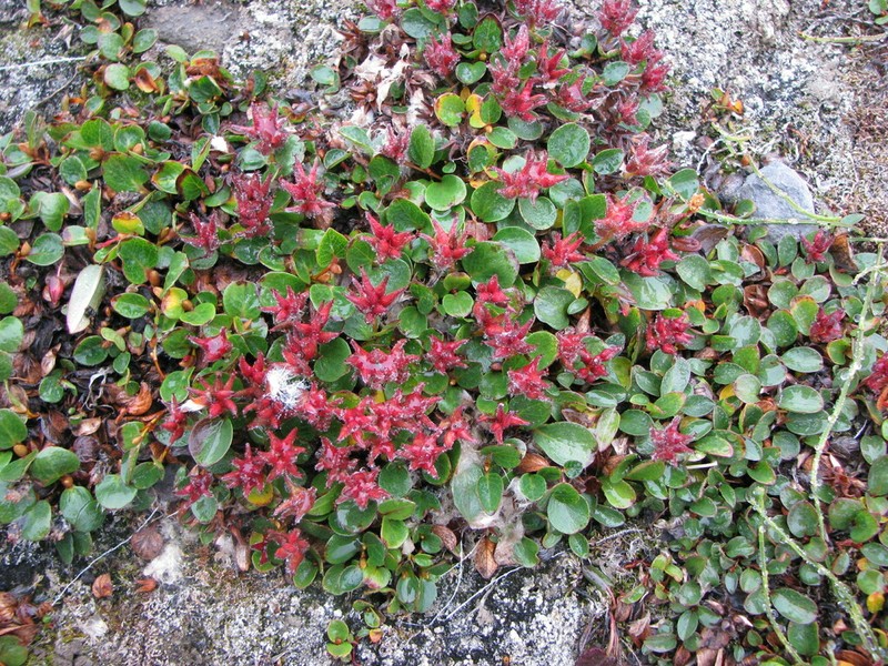 Polar Willow