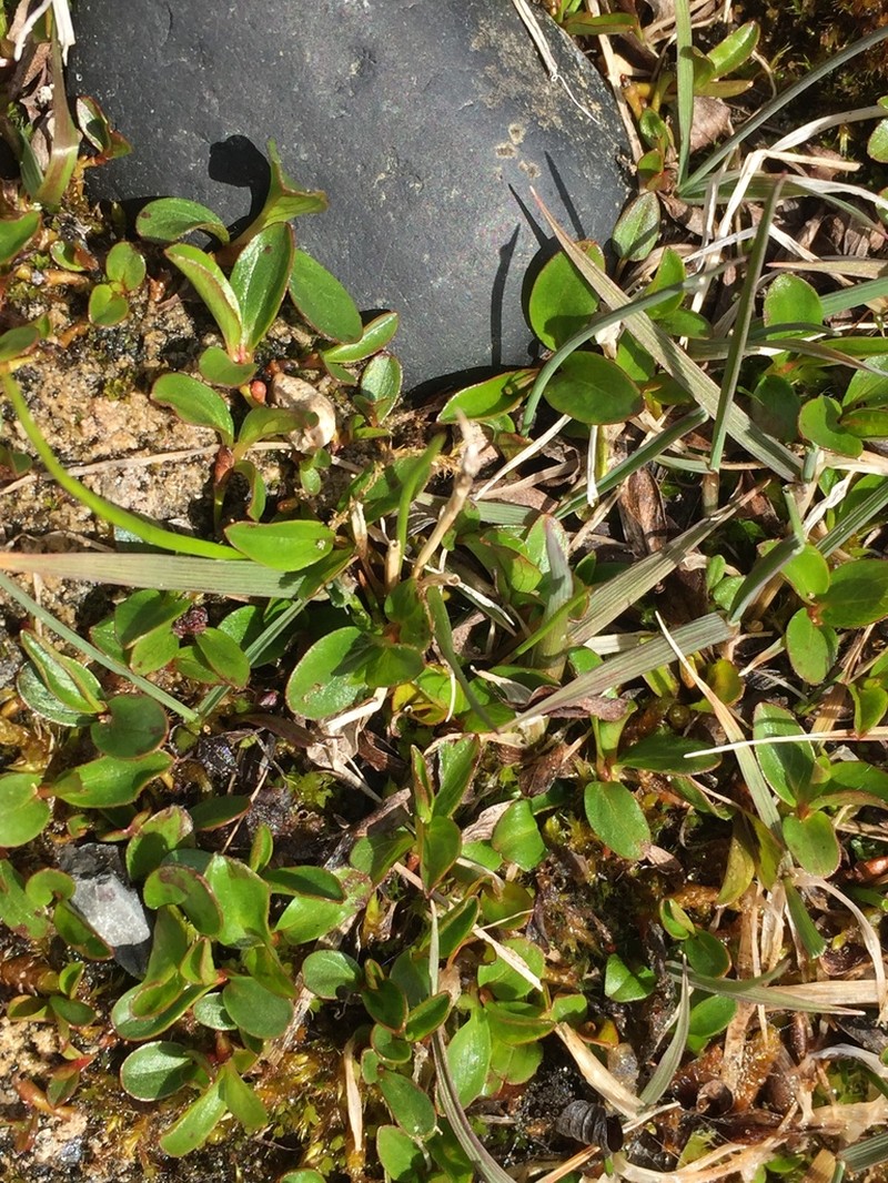 Polar Willow photo 4