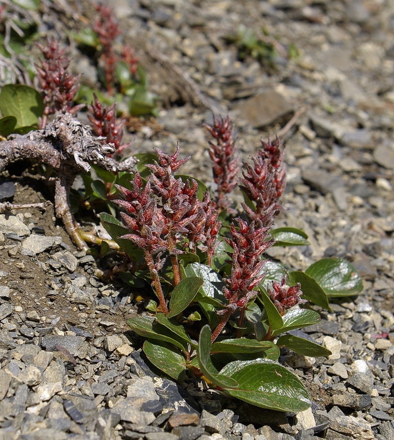 Polar Willow photo 6