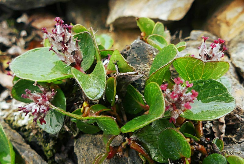 Polar Willow photo 7