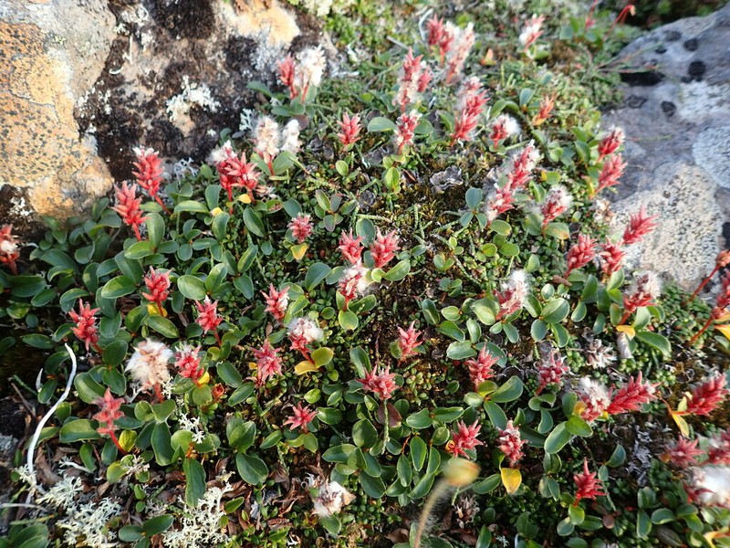 Polar Willow photo 8