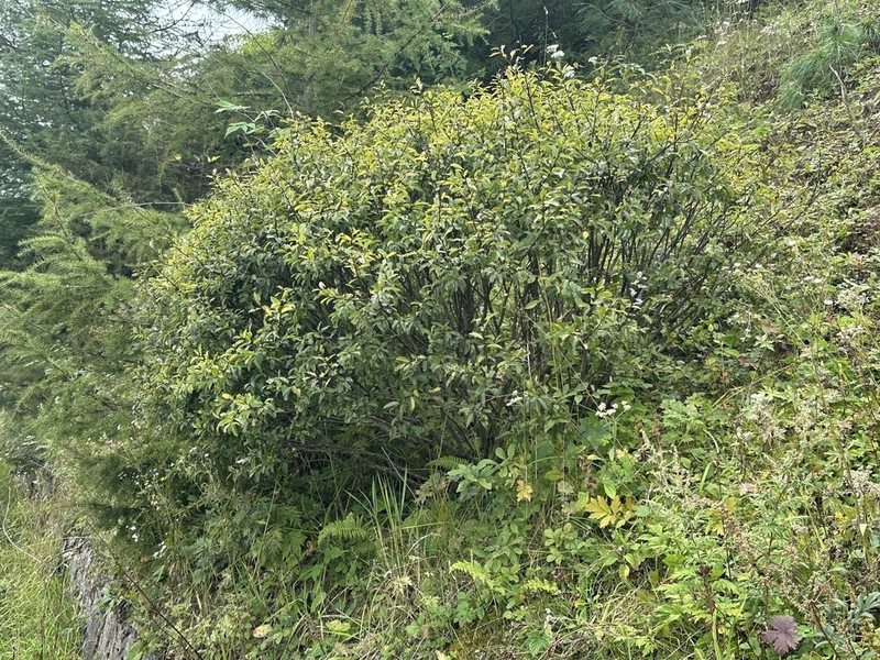 Salix polyclona