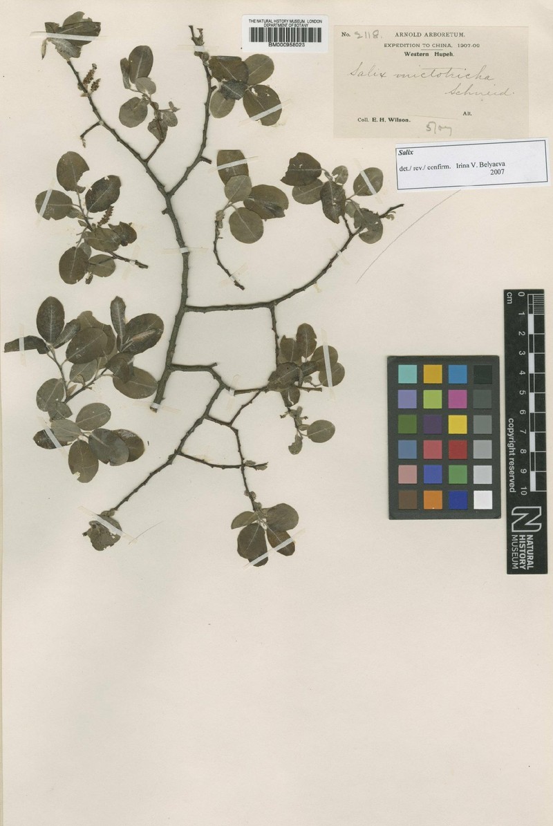 Salix polyclona photo 2
