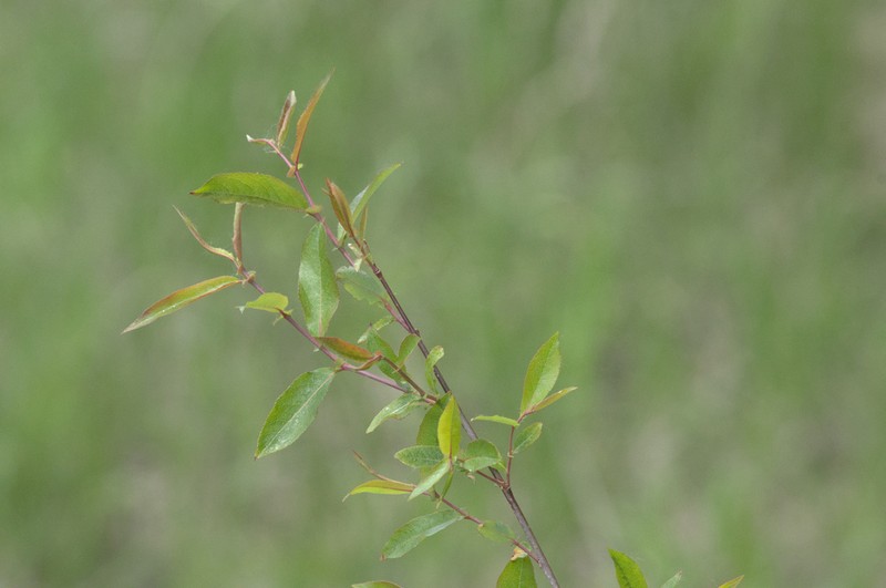 Mackenzie's Willow photo 3
