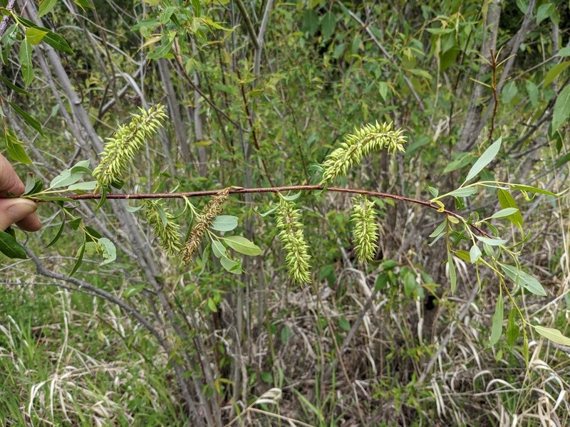 Mackenzie's Willow photo 8