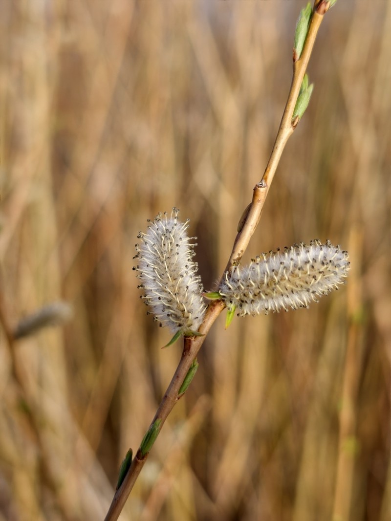 Salix psammophila