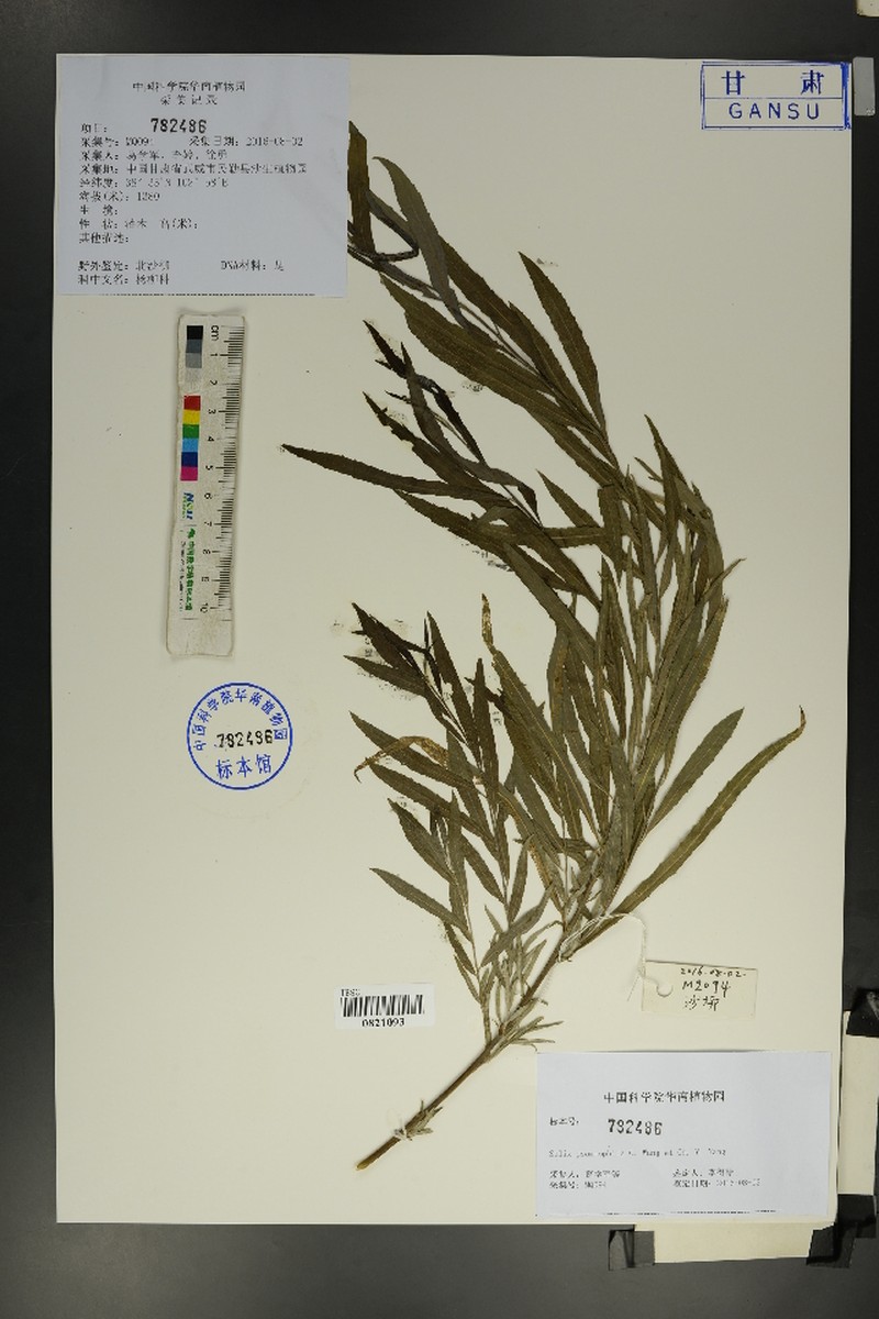 Salix psammophila photo 2