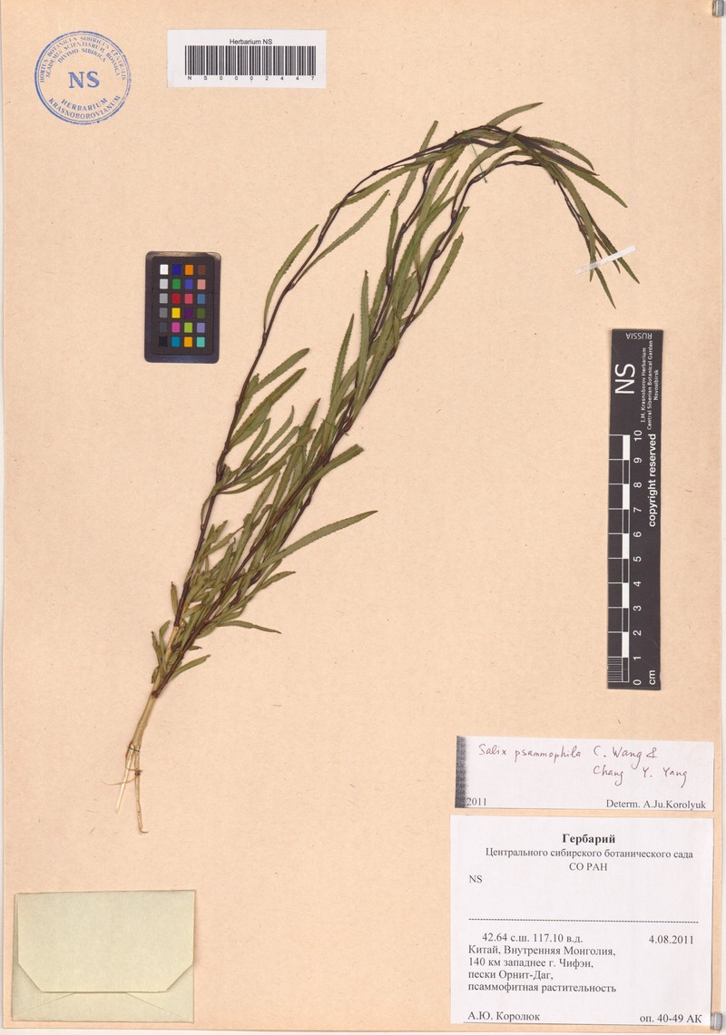 Salix psammophila photo 3