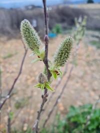 Salix pseudodepressa