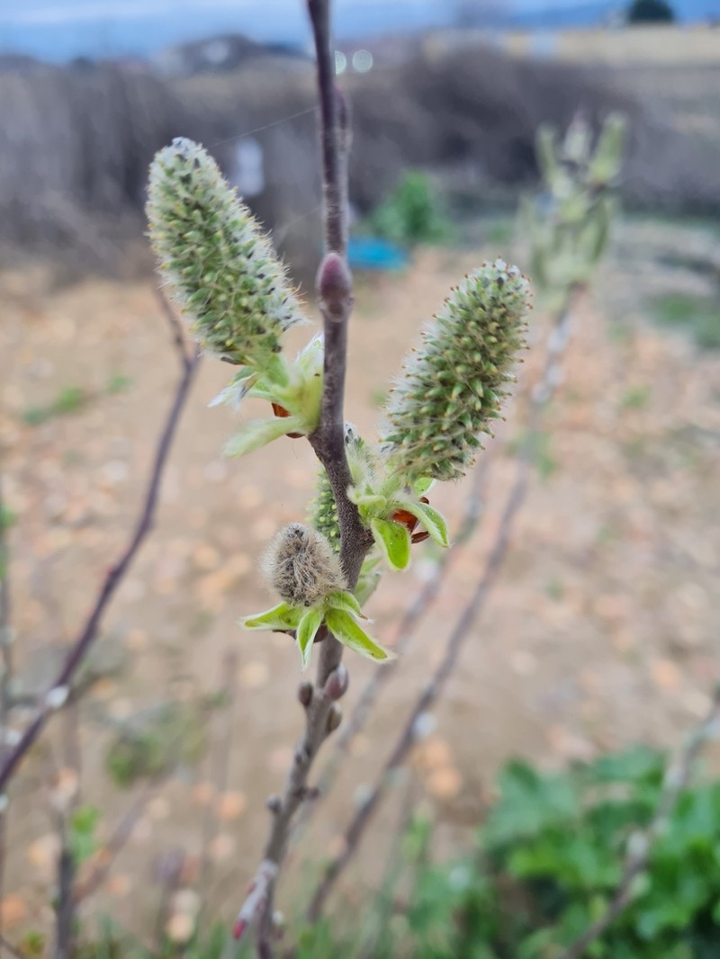 Salix pseudodepressa