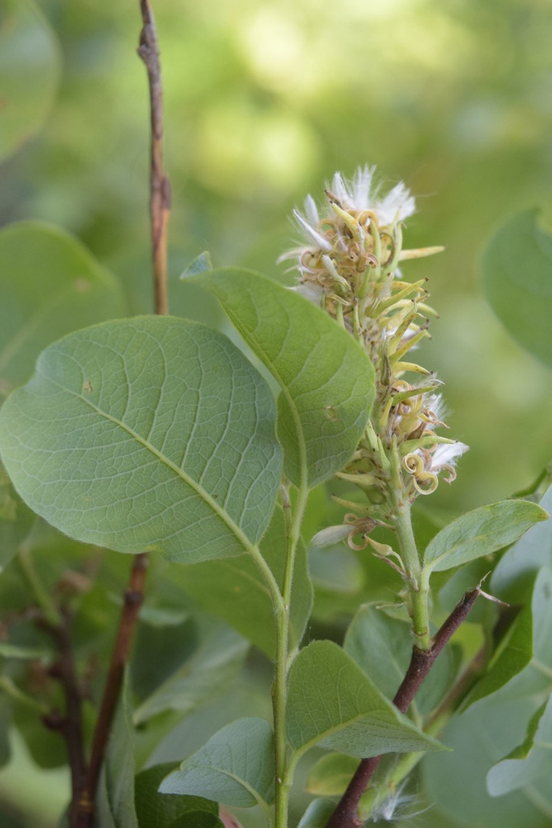 Salix pseudodepressa photo 2