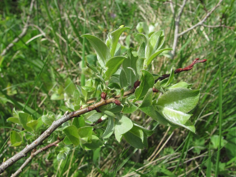 Salix pseudodepressa photo 3