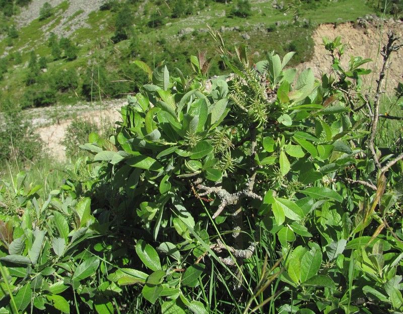 Salix pseudodepressa photo 4
