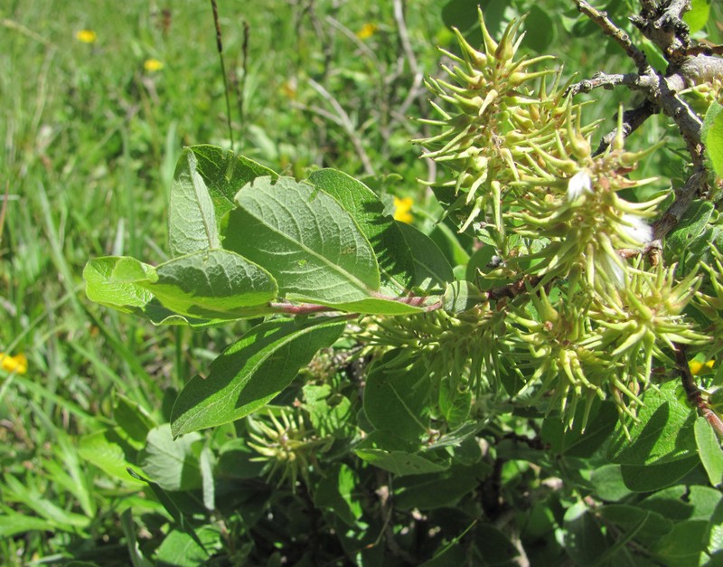 Salix pseudodepressa photo 5