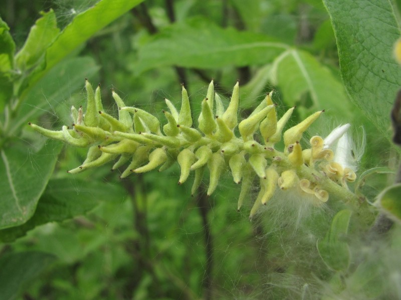 Salix pseudomedemii photo 2