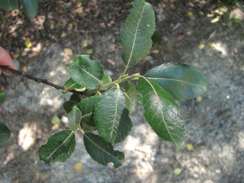 Salix pseudomedemii photo 4