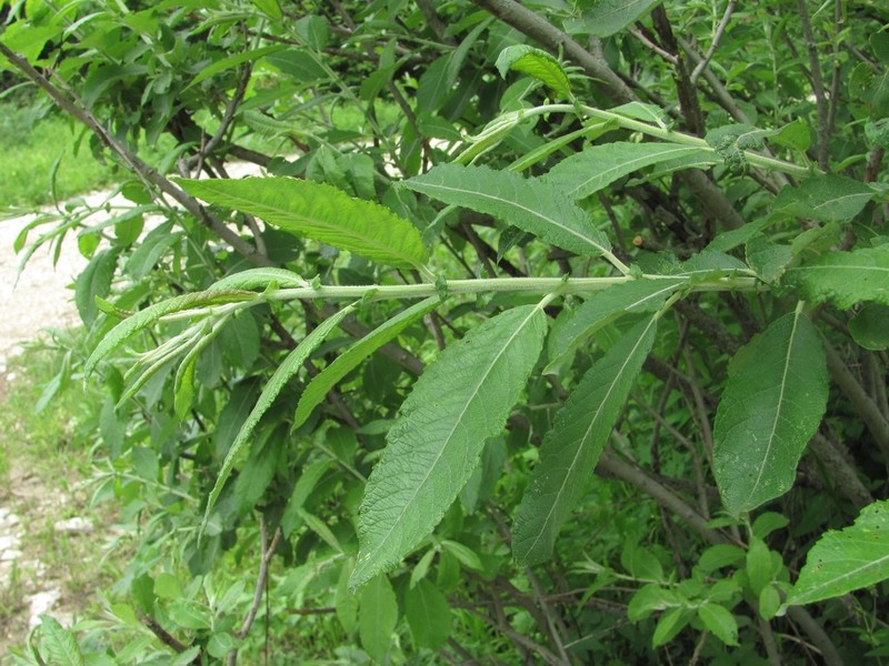 Salix pseudomedemii photo 5