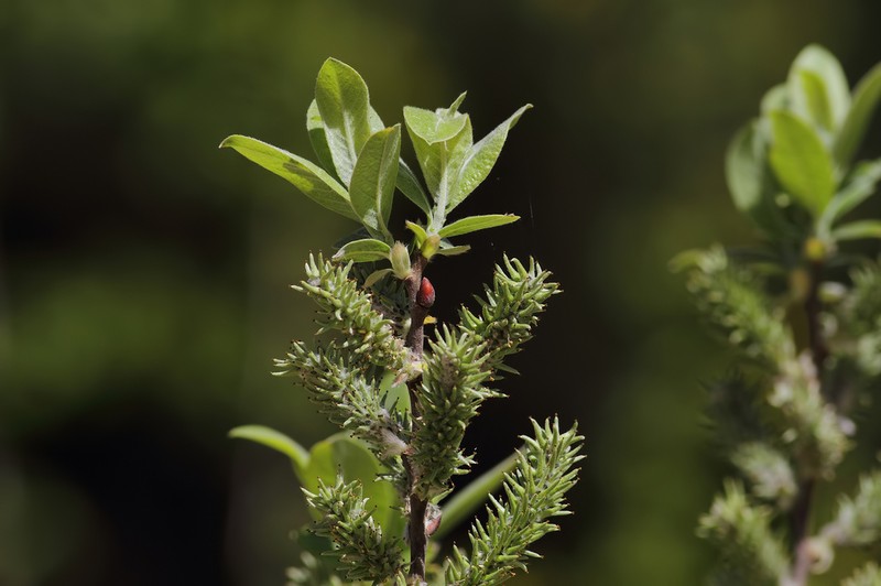 Salix pseudomedemii photo 6