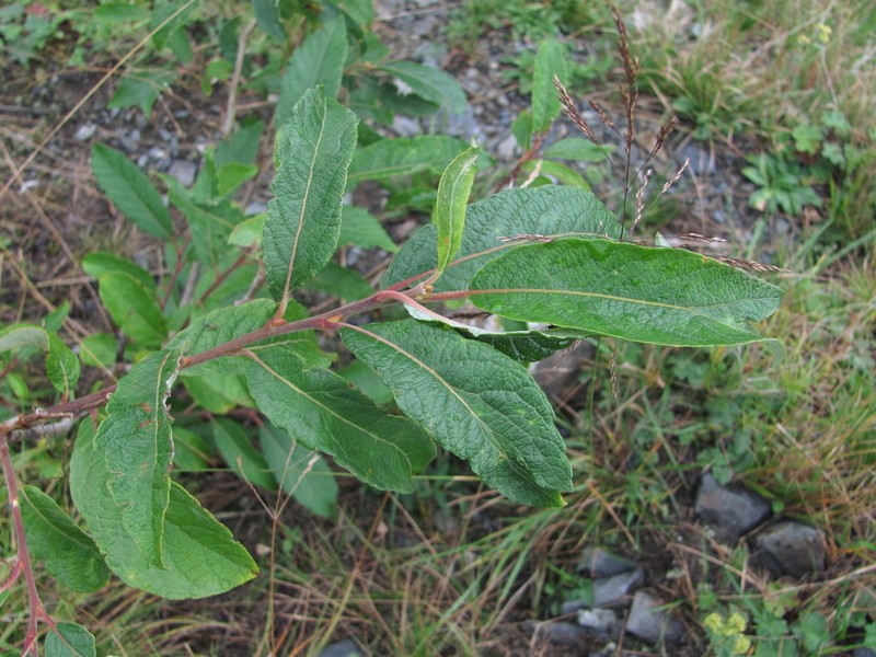 Salix pseudomedemii photo 7