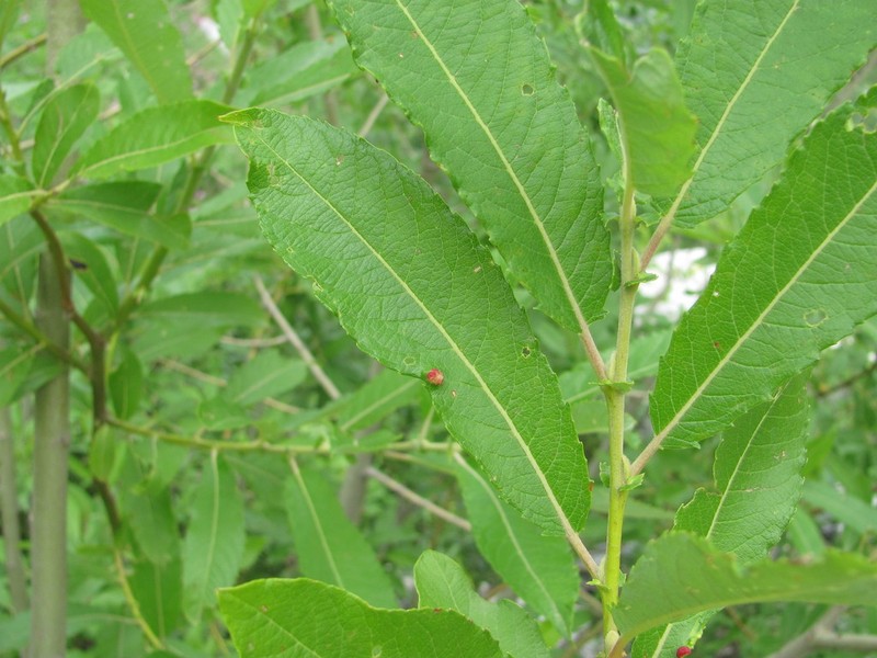 Salix pseudomedemii photo 8