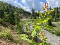 False Mountain Willow