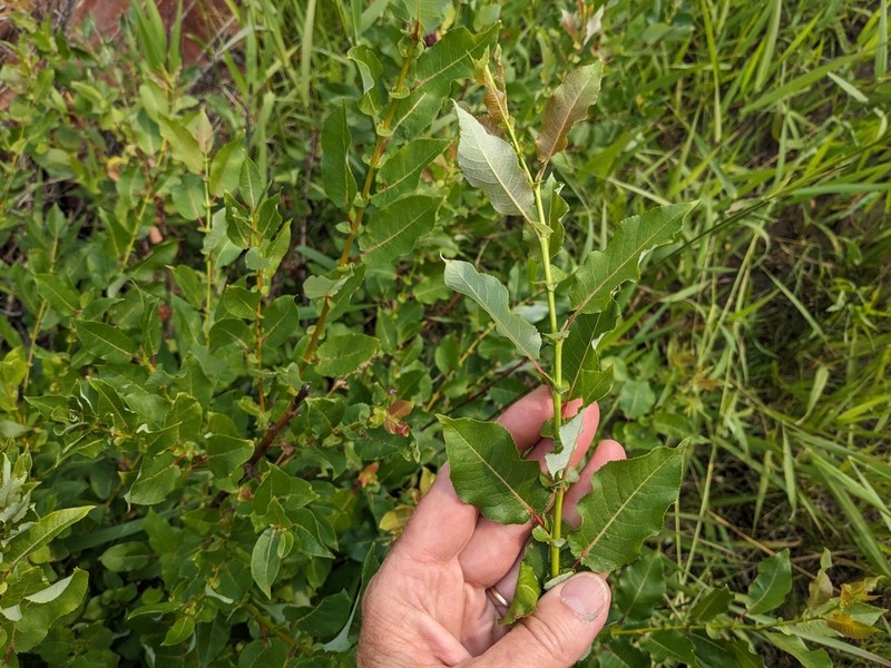 False Mountain Willow photo 2