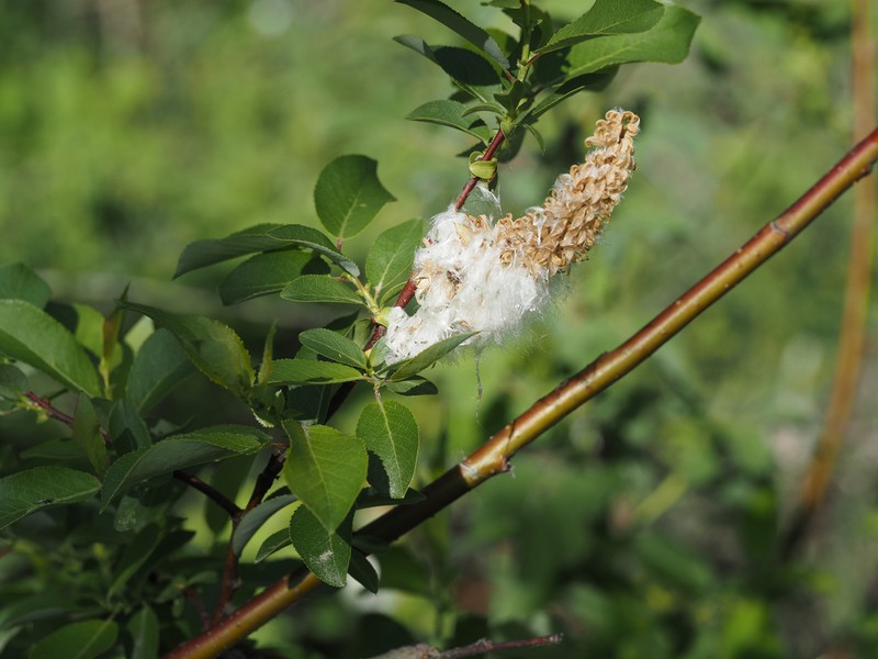 False Mountain Willow photo 3