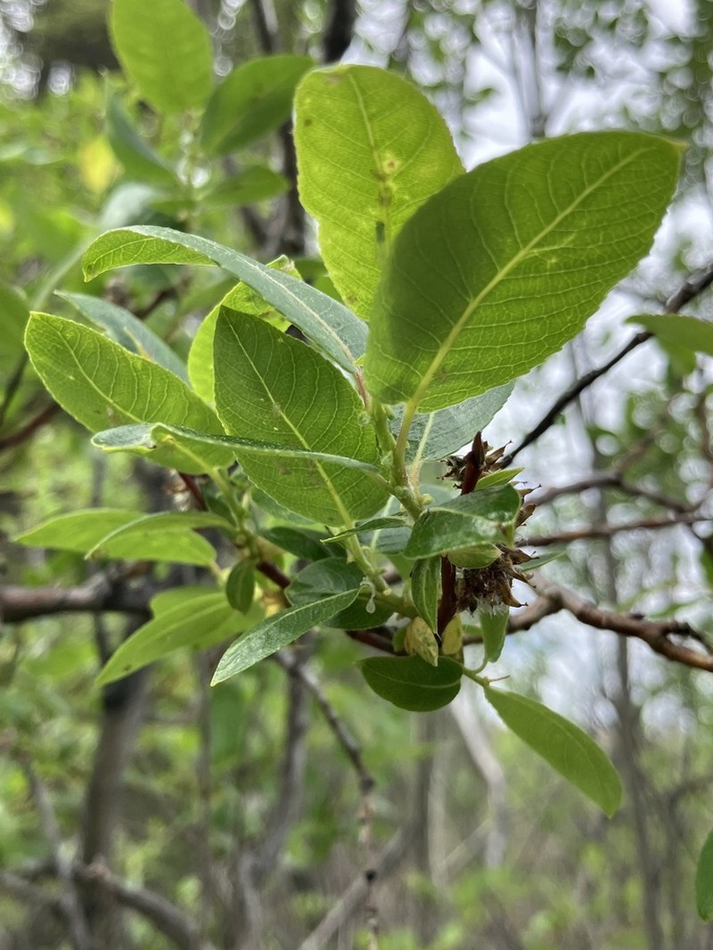 False Mountain Willow photo 4