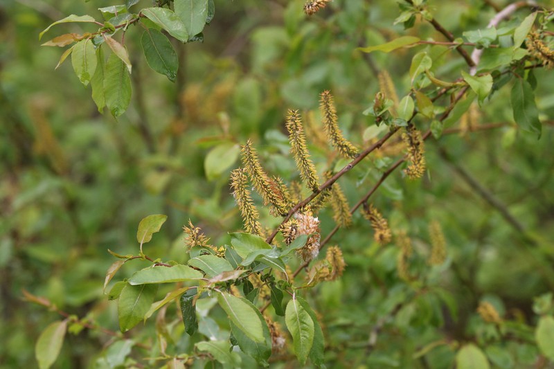 False Mountain Willow photo 5