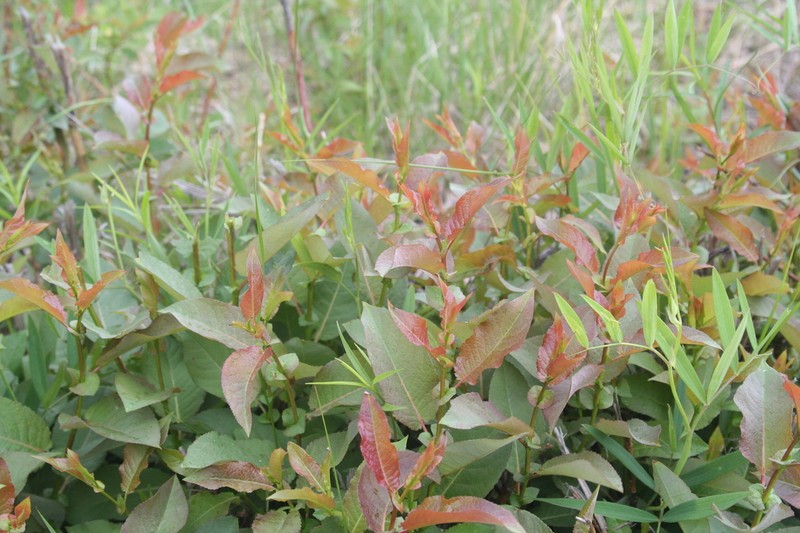 False Mountain Willow photo 6