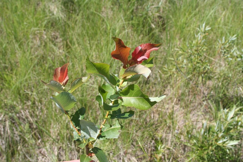 False Mountain Willow photo 7