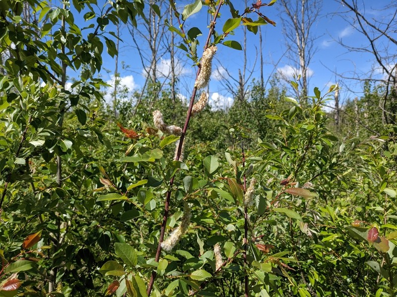 False Mountain Willow photo 8