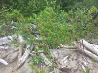 Firmleaf Willow