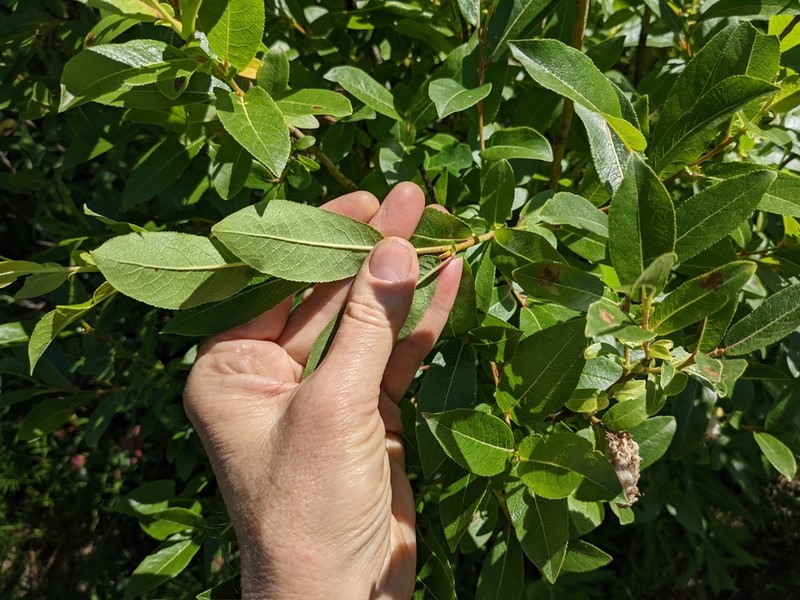 Firmleaf Willow photo 2