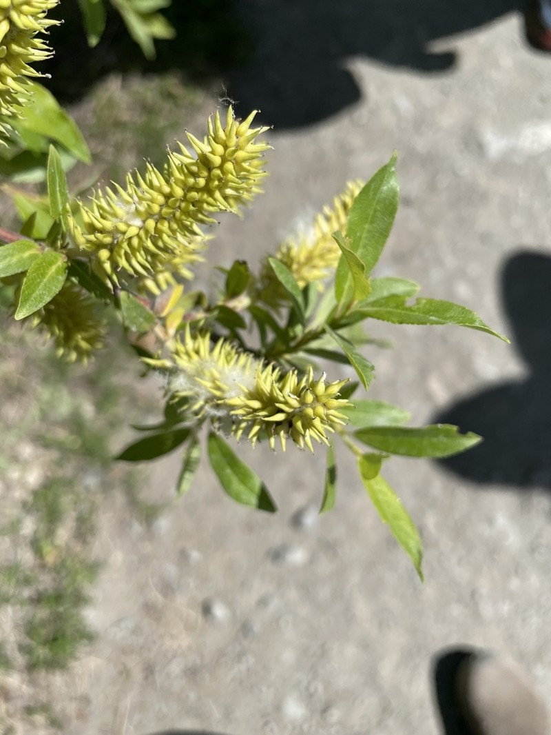 Firmleaf Willow photo 3
